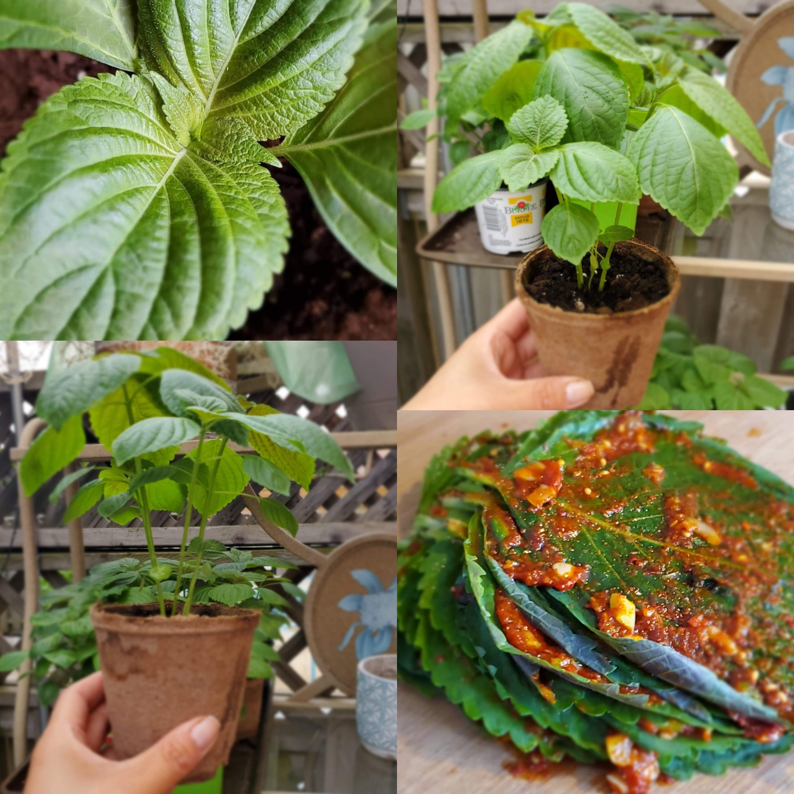 how-to-grow-perilla-leaves-from-seed-altaa-s-kitchen